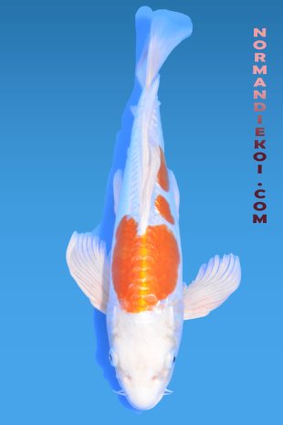 Doitsu hariwake voile