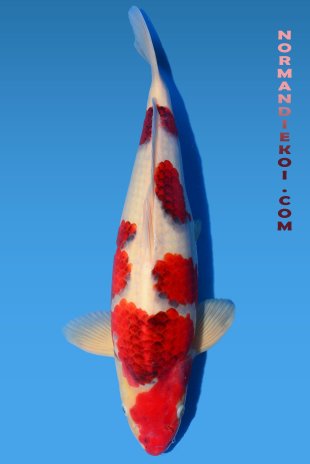 Goromo