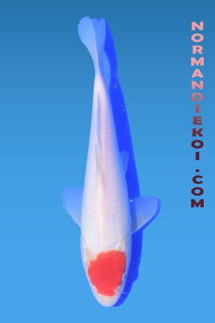 Tancho Kohaku