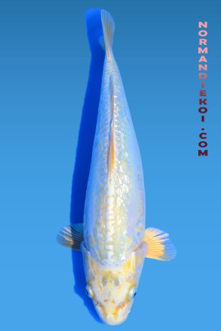 Aragoke mukashi