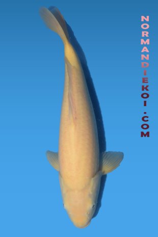 Karashigoi