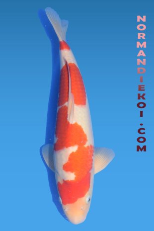 Kohaku