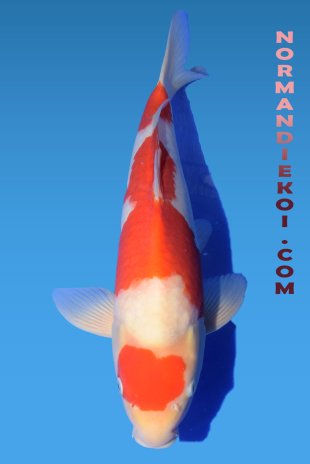 Kohaku