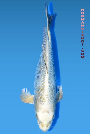 Doitsu mukashi ogon voile 