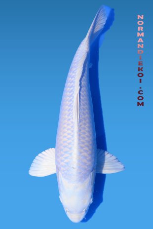 Purachina 