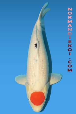 Tancho sanke