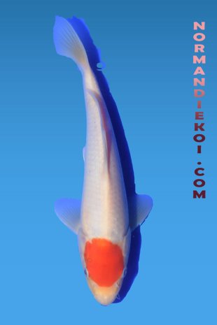 Tancho Kohaku