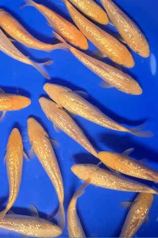 Yellow monkey / Marushin