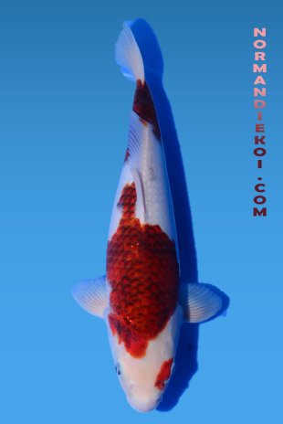 Goromo