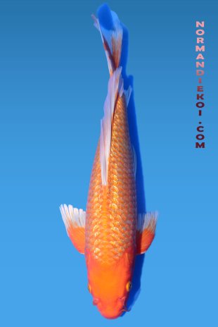 Ginrin benigoi