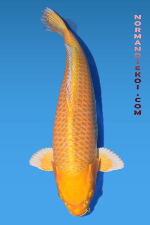 Yamabuki