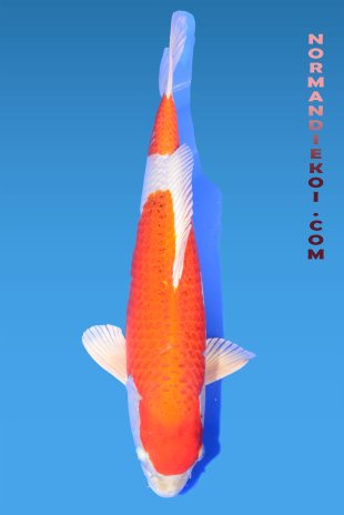 Sakura ogon