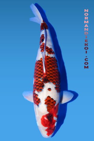 Goromo