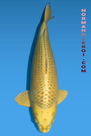 Mukashi ogon