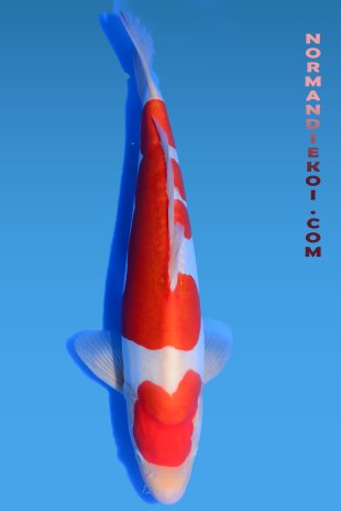 Doistu kohaku