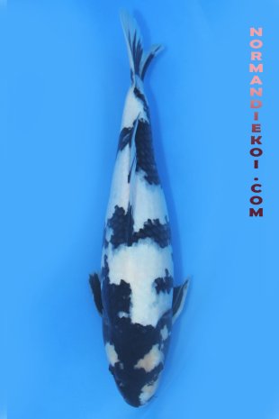 Shiro utsuri