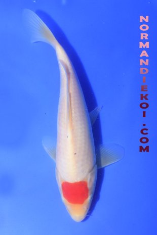 Tancho Kohaku
