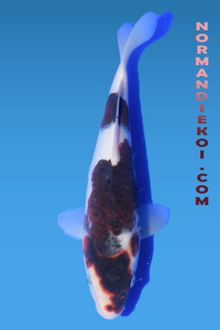 Goromo