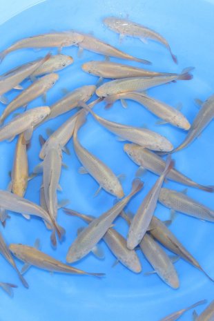 Chagoi-soragoi / Marusei