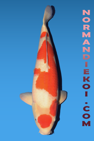 Kohaku