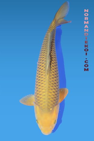 Chagoi