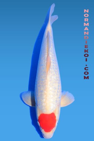 Ginrin tancho kohaku