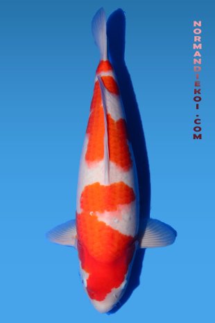 Kohaku