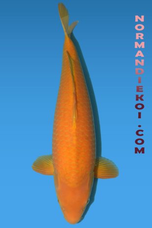 chagoi