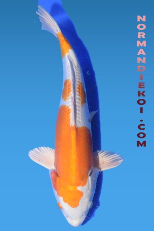 Doitsu Hariwake