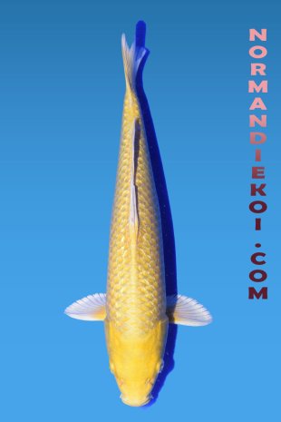 Yamabuki