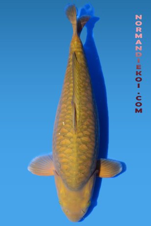 Doitsu chagoi