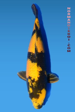 Ki utsuri 