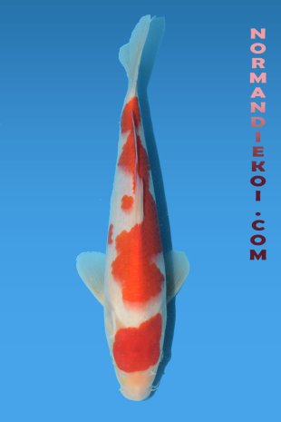Kohaku