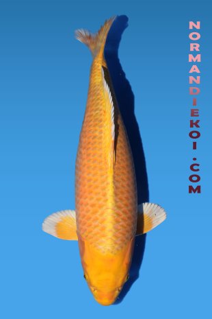 Yamabuki