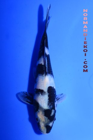 Shiro utsuri