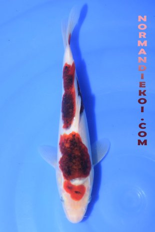 Goromo