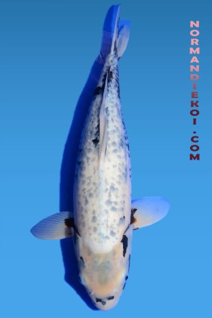 Matsubakawabake