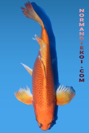 Kin matsuba