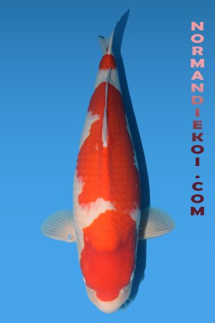 Kohaku