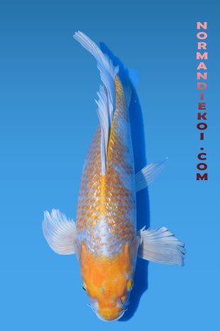 Ginrin hariwake