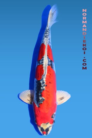 Beni kikokuryu