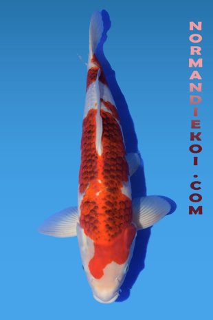 Goromo