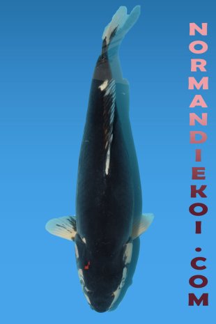 Beni kumonryu