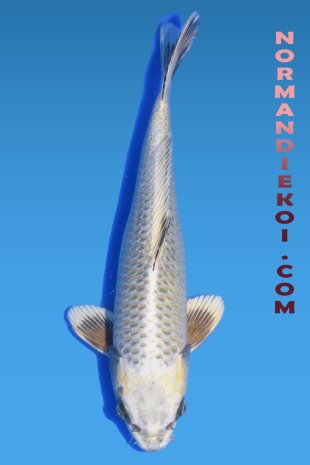Mukashi ogon
