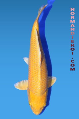 Yamabuki