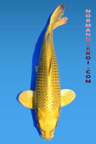 Mukashi ogon