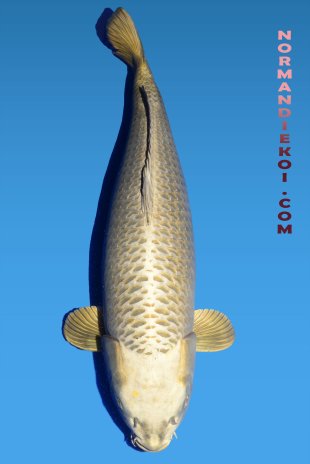 Kabuto