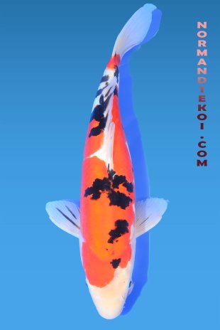 Doitsu sanke