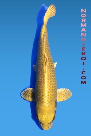 Mukashi ogon