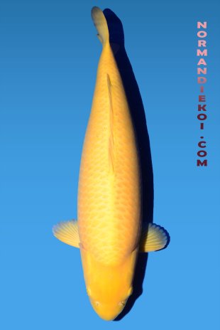 Karashigoi